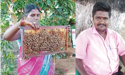 நாளை உலக தேனீக்கள் தினம் : நத்தத்தில் தேனீ வளர்ப்பில் ஆர்வம் காட்டும் விவசாய தம்பதி