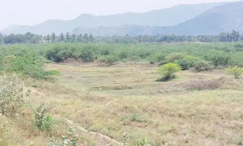 ஏரிகளில் உள்ள சீமை கருவேல மரங்களை அகற்ற வேண்டும்