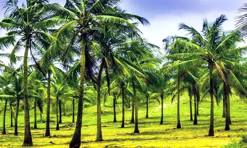 தென்னை மரங்களுக்கு ஊட்டச்சத்து டானிக் மானியத்தில் வழங்க விவசாயிகள் வேண்டுகோள்