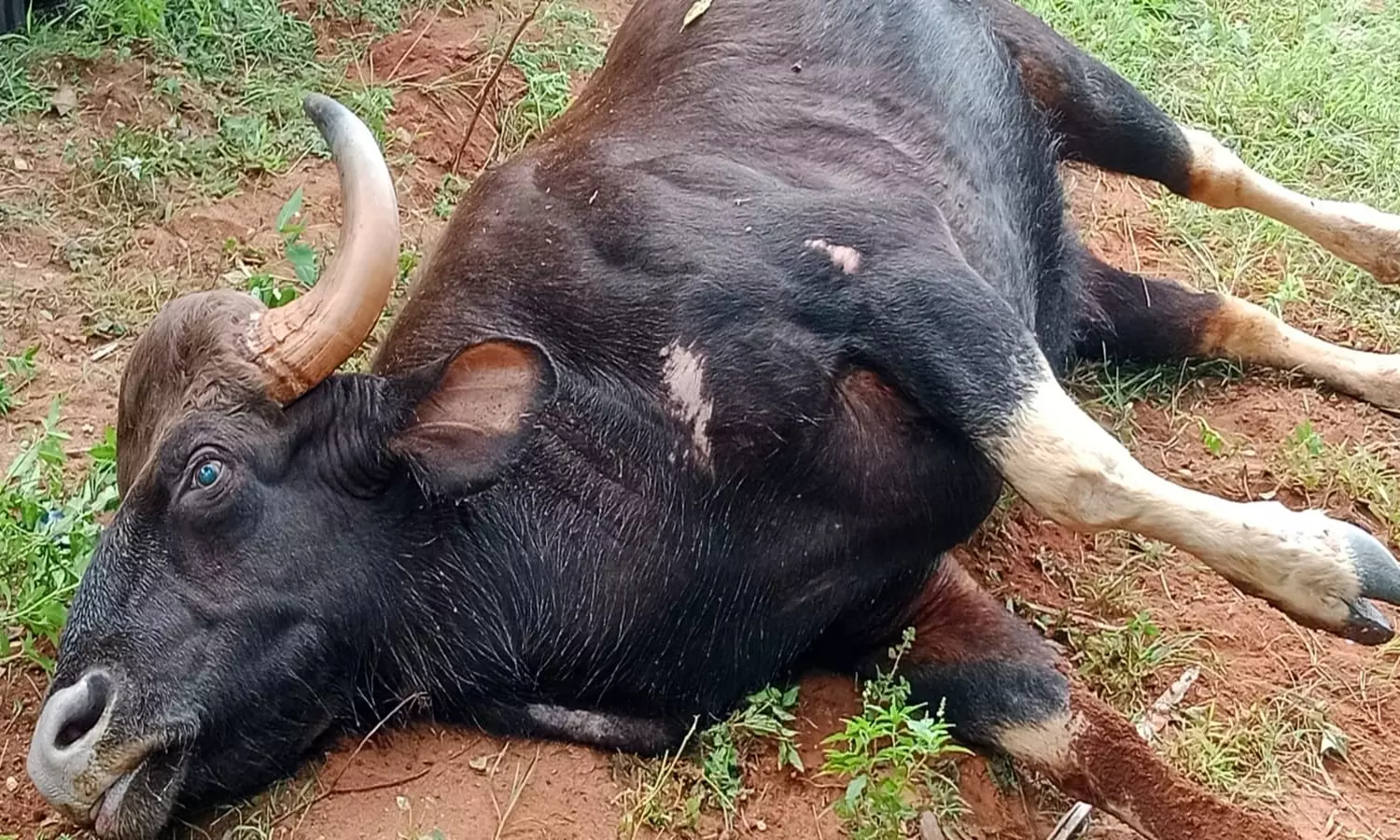 செந்துறை அருகே கிணற்றில் தவறி விழுந்து காட்டெருமை பலி