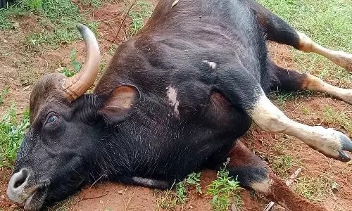 செந்துறை அருகே கிணற்றில் தவறி விழுந்து காட்டெருமை பலி