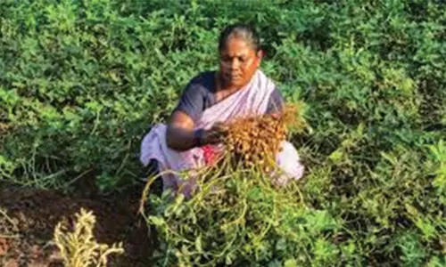 நிலக்கடலையில் அதிக மகசூல் பெறும் வழிமுறைகள்மாவட்ட விதைச்சான்று உதவி இயக்குநர் தகவல்