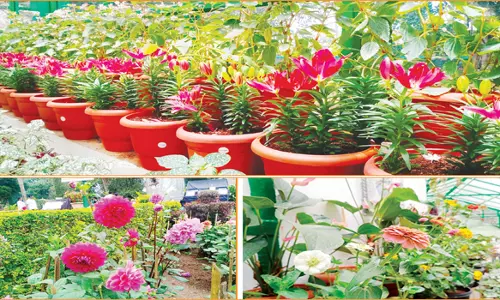 நாளை கோலாகல தொடக்கம் ஏற்காட்டில் கோடைவிழா, மலர் கண்காட்சி