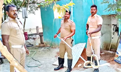 குடியிருப்பு பகுதியில் புகுந்த ஐந்து அடி நீளபாம்பு