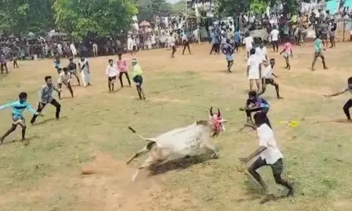 மஞ்சுவிரட்டு போட்டி