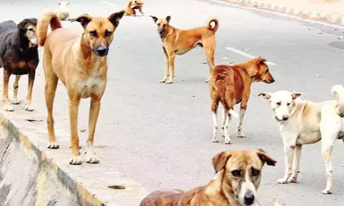 மதுரை: 2 ஆண்டுகளில் 95 ஆயிரம் பேரை கடித்து குதறிய நாய்கள்