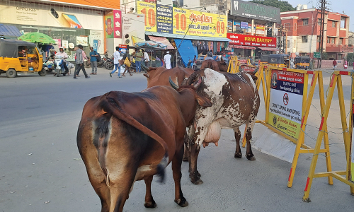 உக்கடம் பஸ் நிலையம் அருகே சாலையில் சுற்றி திரியும் மாடுகள்