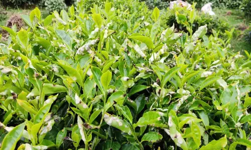 கோத்தகிரியில் பச்சை தேயிலை மகசூல் அதிகரிப்பு