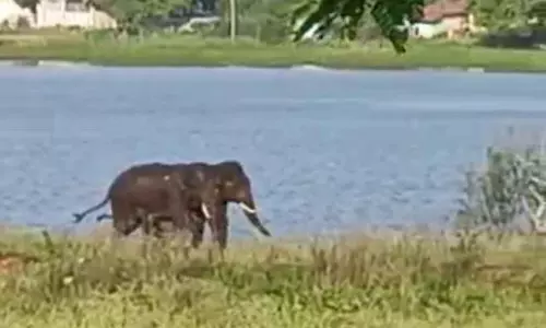 2 யானைகளை வனப்பதிக்கு விரட்டியடிப்பு