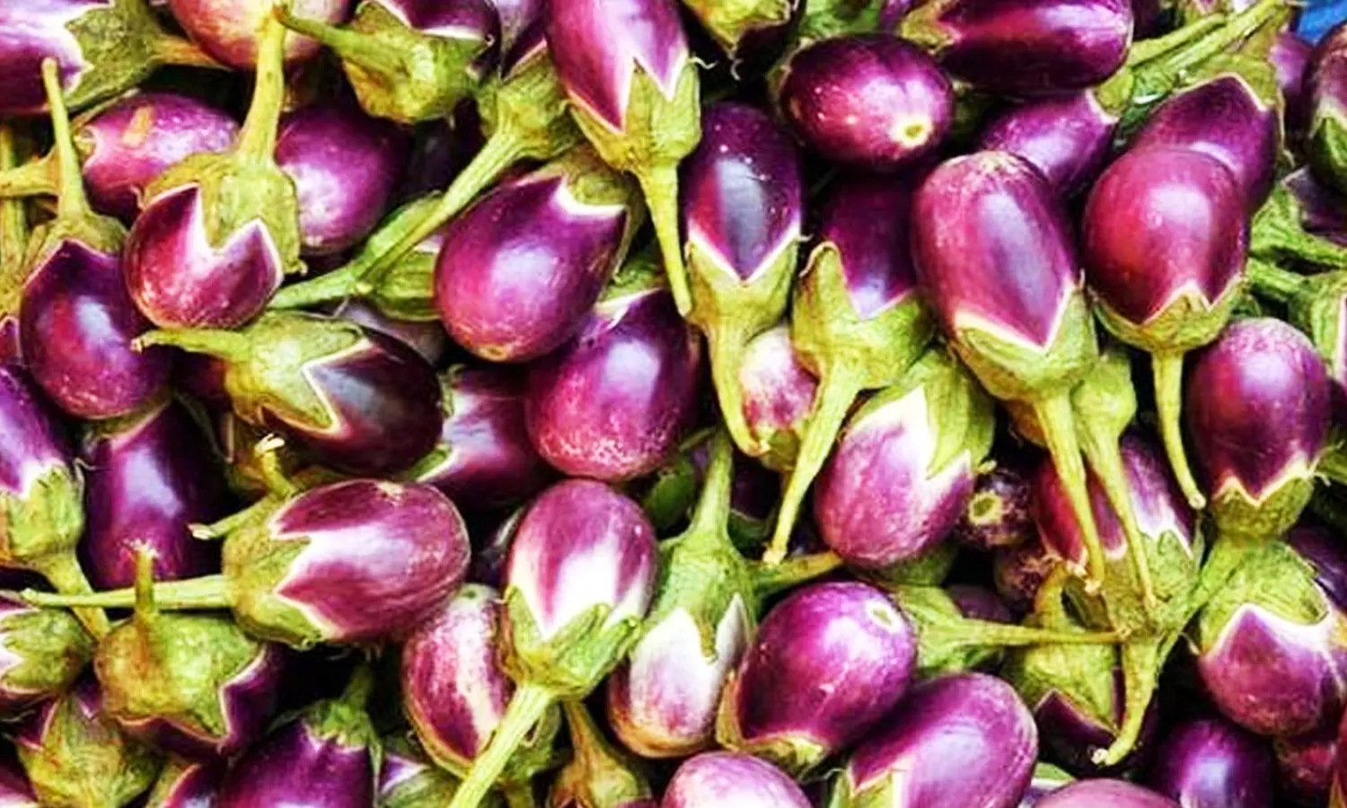 வேலூரில் வரத்துக்குறைவால் கத்தரிக்காய் விலை உயர்வு | Vellore News Aubergine  price rises due to Varathukurai in Vellore