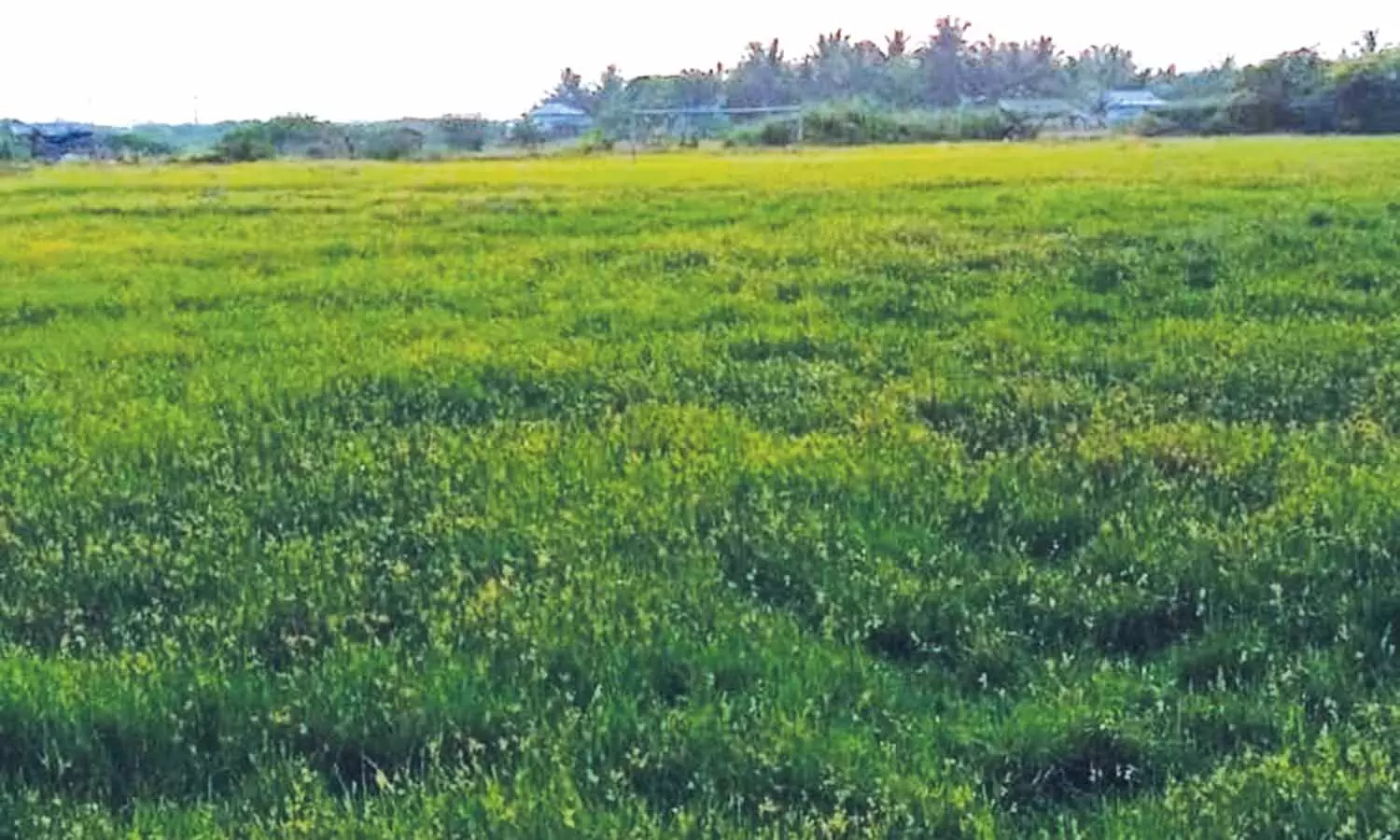 புதர் மண்டி காணப்படும் விளையாட்டு மைதானம் சீரமைக்கப்படுமா?