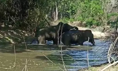 அனுமதியின்றி ஆசனூர் வனப்பகுதியில் உள்ள நீரோடையில் குளித்த சுற்றுலா பயணிகள்- ரூ.25 ஆயிரம் அபராதம்