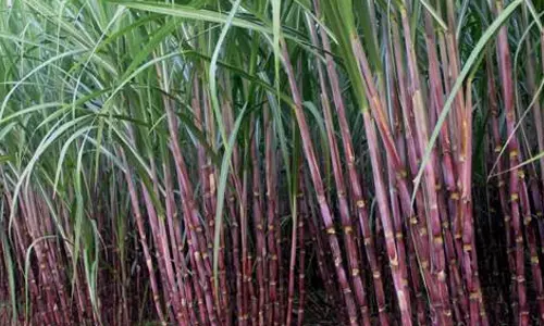 பெரம்பலூர் சர்க்கரை ஆலையில் 3 லட்சத்து 43 ஆயிரம் டன் கரும்பு அருவை