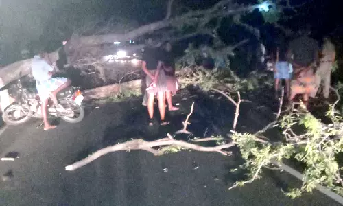 சூறாவளி காற்று, இடி-மின்னலுடன் பலத்த மழைமரம் சாய்ந்து விழுந்து போக்குவரத்து பாதிப்பு