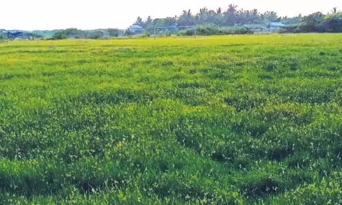 புதர் மண்டி காணப்படும் விளையாட்டு மைதானம் சீரமைக்கப்படுமா?