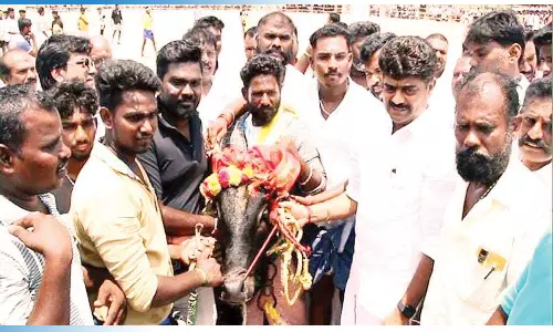 சமத்துவ எருதுகட்டு விழா