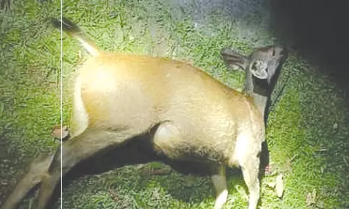 கூடலூர் அருகே வாகனம் மோதி மான் சாவு