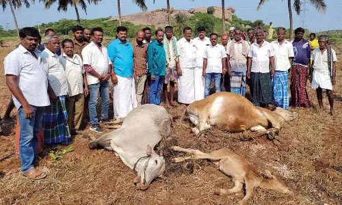 ஆலங்காட்டியுடன் கனமழை இடிதாக்கி கன்று-2 மாடுகள் பலி