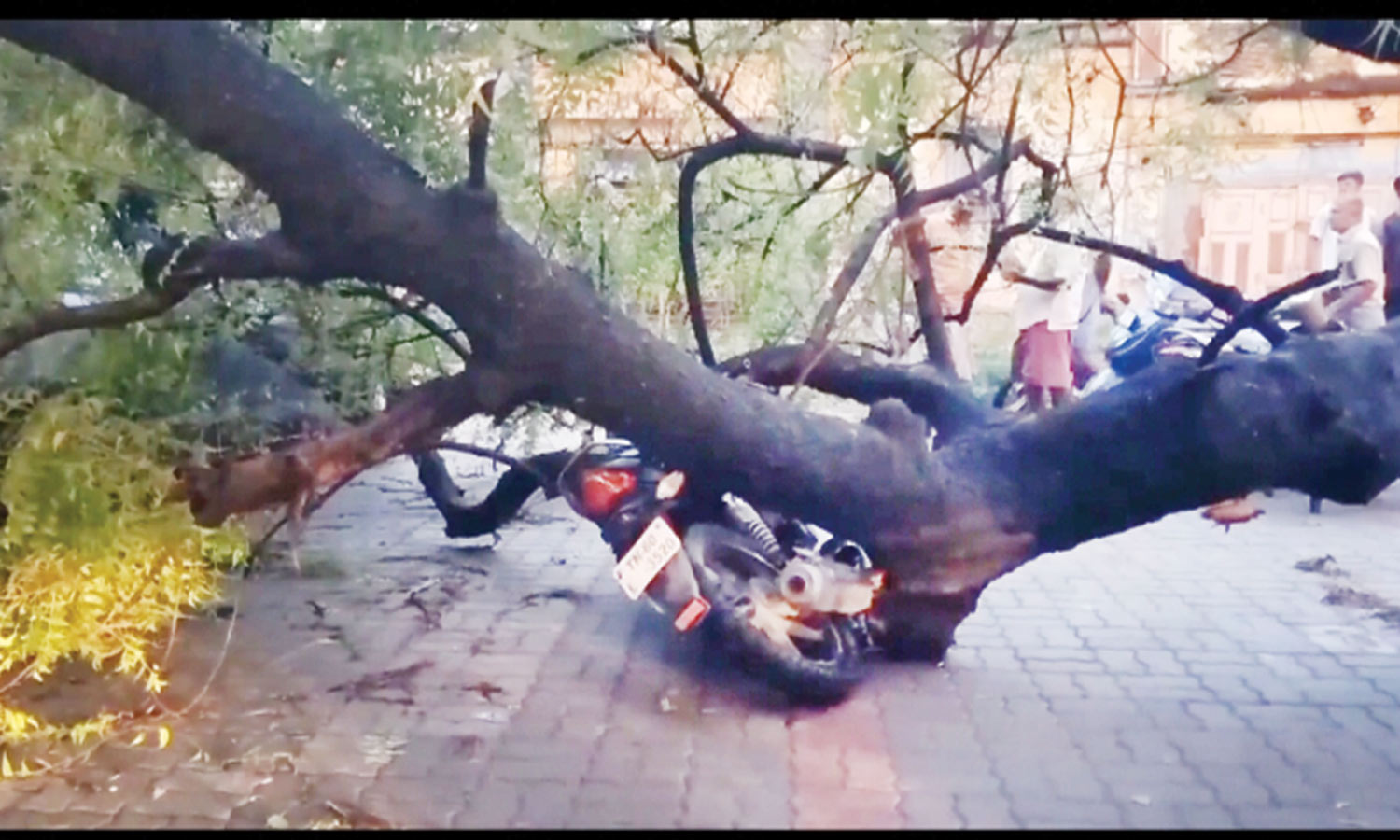 சூறைக்காற்றுடன் பலத்த மழை: பெரியகுளம்-தேனி சாலையில் மரங்கள் விழுந்து போக்குவரத்து பாதிப்பு