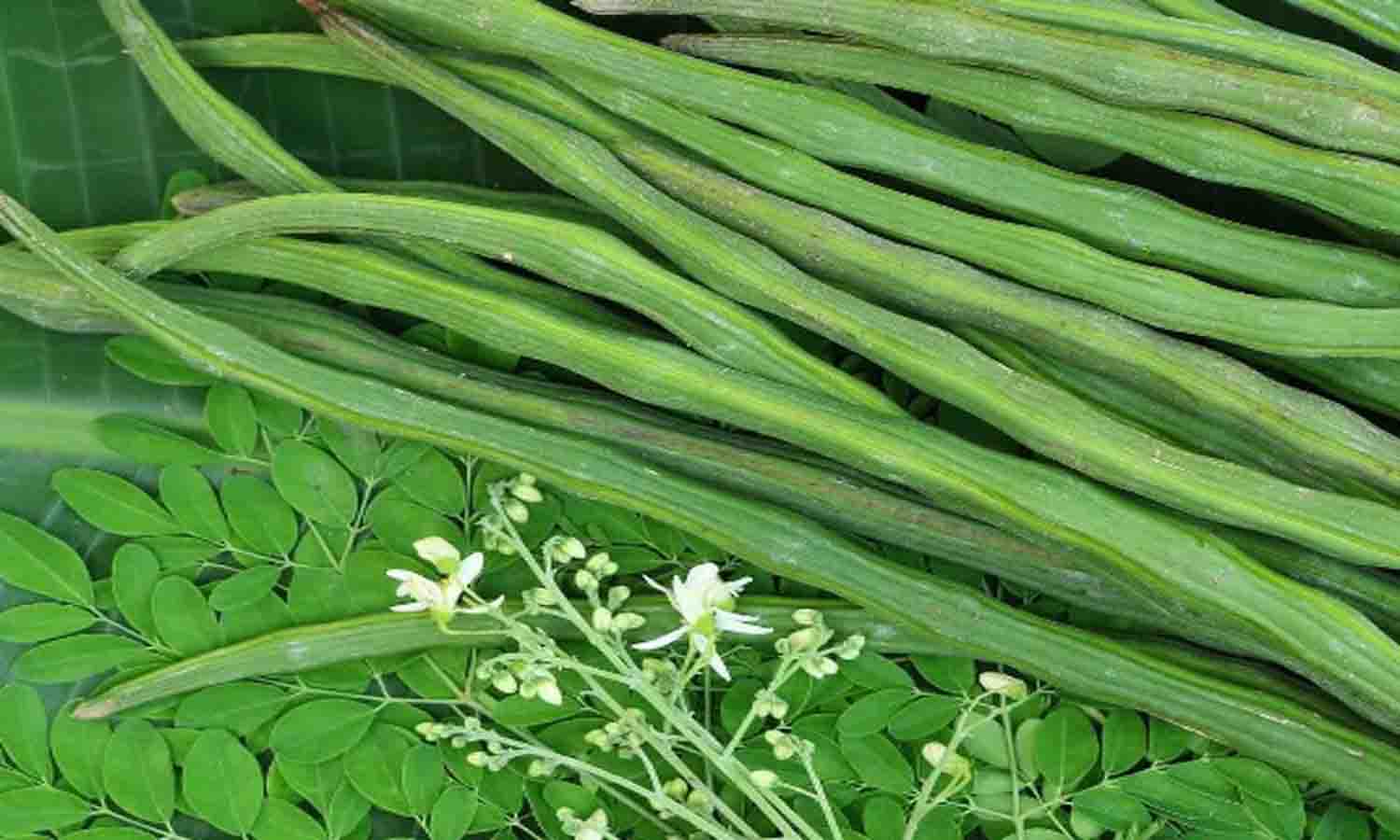 வெள்ளகோவிலில் 5 டன் முருங்கைக்காய் கொள்முதல்