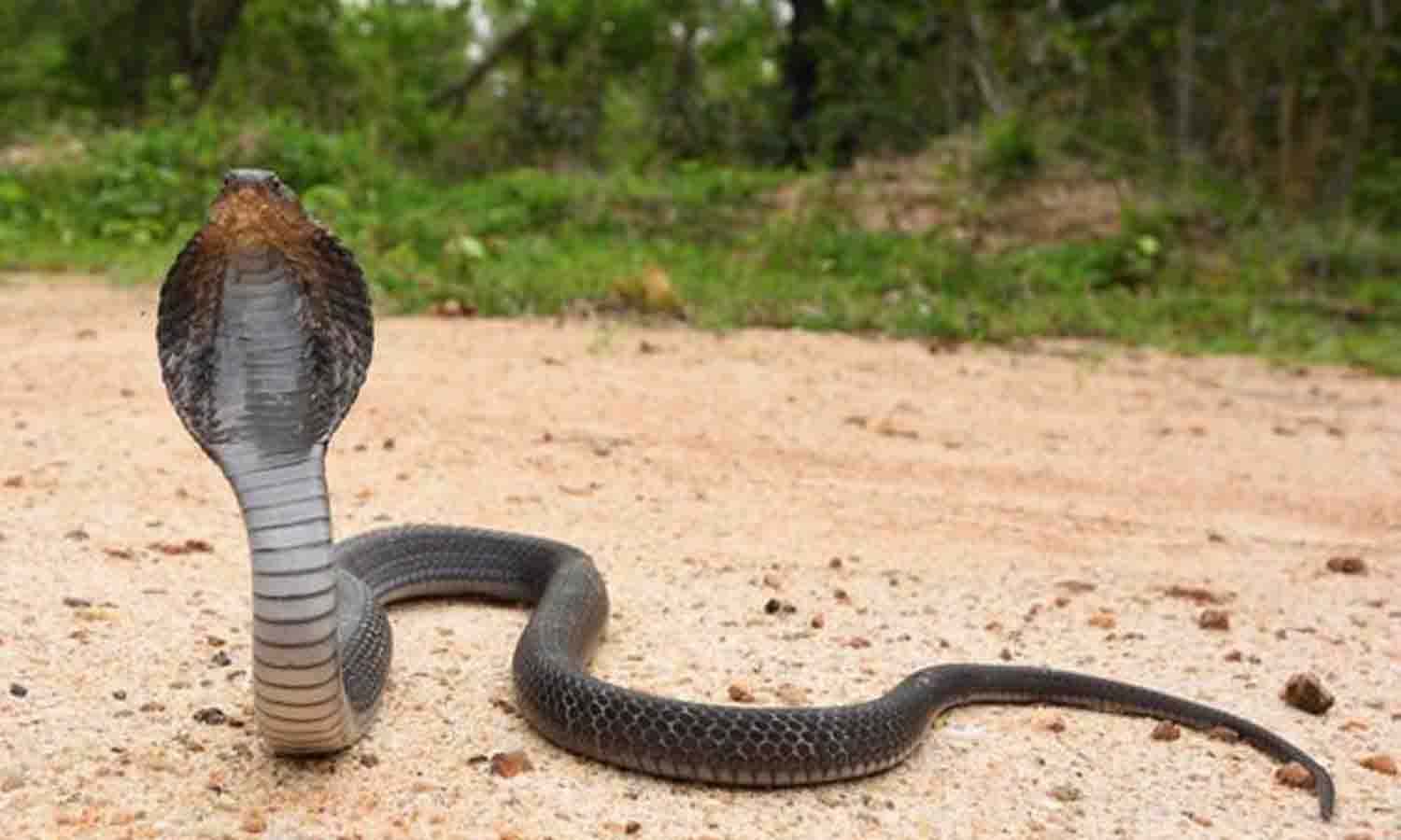 மங்கலம் அருகே பாம்பு கடித்து சிறுமி சாவு