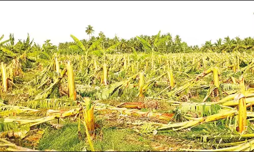 அவினாசி பகுதியில் சூறாவளி காற்றுடன் கனமழை- 25ஆயிரம் வாழை மரங்கள் சாய்ந்து சேதம்