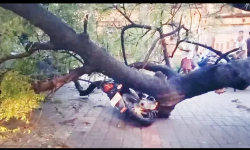 சூறைக்காற்றுடன் பலத்த மழை: பெரியகுளம்-தேனி சாலையில் மரங்கள் விழுந்து போக்குவரத்து பாதிப்பு