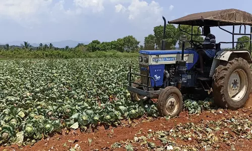உரிய விலை கிடைக்காததால் 5 ஏக்கர்  முட்டைகோசை உழவு செய்து அளித்த விவசாயி