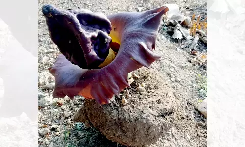 சேனைக்கிழங்கில் பூத்த வித்தியாசமான பூ