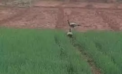 மயில்கள் வருவதால் பயிர்கள் நாசம்