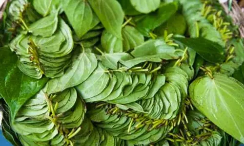 வரத்து குறைவால் பரமத்தியில் வெற்றிலை விலை உயர்வு