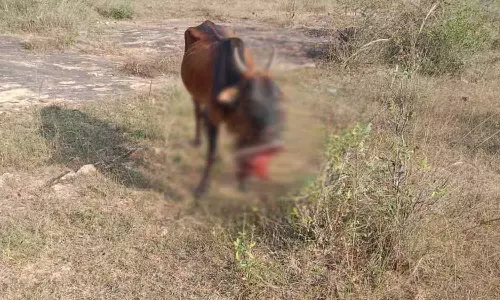 திருவெண்ணைநல்லூர் அருகே  நாட்டு வெடி வெடித்து மாட்டின் வாய்க்கிழிந்தது