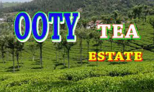 தேயிலை கண்காட்சி போட்டியில் வெற்றி பெற்ற சிறுமிகளுக்கு பரிசுகள்