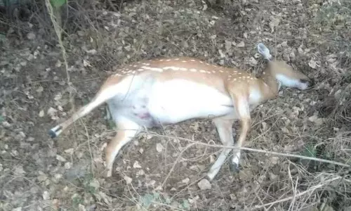 கார் மோதி, புள்ளிமான் சாவு