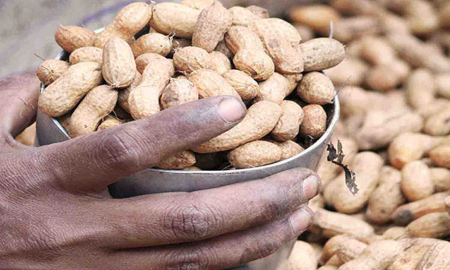 சேவூா் ஒழுங்குமுறை விற்பனை கூடத்தில் ரூ.3 லட்சத்துக்கு நிலக்கடலை ஏலம்