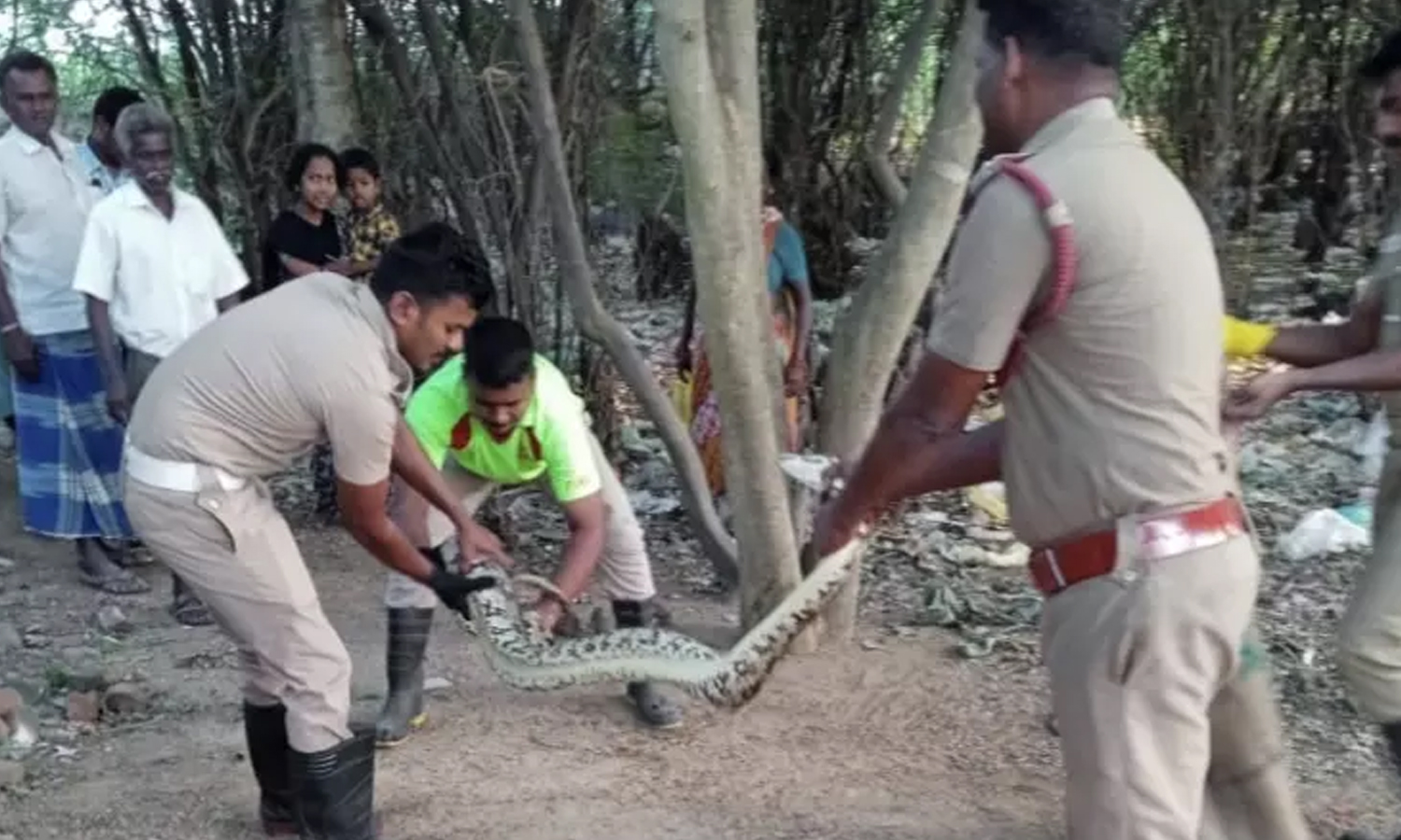 குடியிருப்பு பகுதியில் புகுந்த மலைப்பாம்பு | Pudukottai News : A python ...