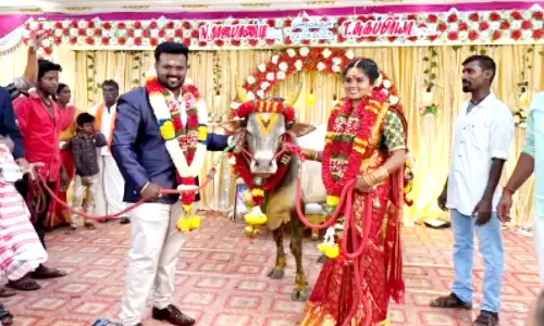 ஜல்லிக்கட்டு காளையை புகுந்த வீட்டுக்கு அழைத்துச்சென்ற மணப்பெண்