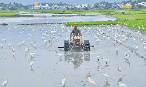 சிற்றார்-1 பகுதியில் 90.2 மில்லி மீட்டர் மழை: அணைகளுக்கு நீர்வரத்து அதிகரிப்பு