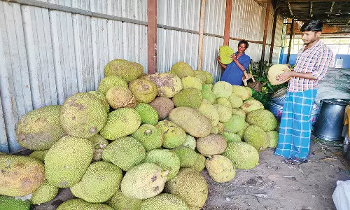 திண்டுக்கல் சிறுமலை சந்தையில் பலாப்பழம் சீசன் தொடக்கம்