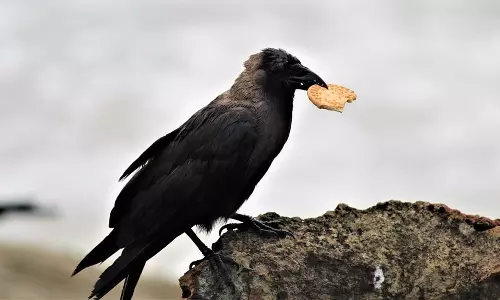 குடும்ப ஒற்றுமைக்கு காகத்திற்கு காலையில் இதை மட்டும் செய்தால் போதும்...