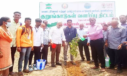 குறுங்காடுகள் வளர்ப்பு திட்டம்