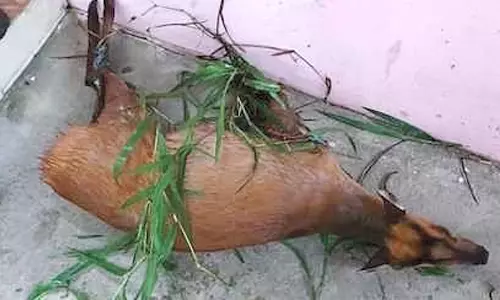 கூடலூரில் நாய்கள் கடித்து மான் படுகாயம்