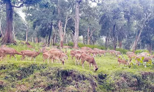 முதுமலை அடர் வனப்பகுதியை சுற்றி பார்த்த பழங்குடியின மாணவர்கள்