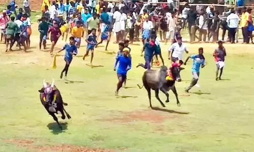 மஞ்சுவிரட்டு