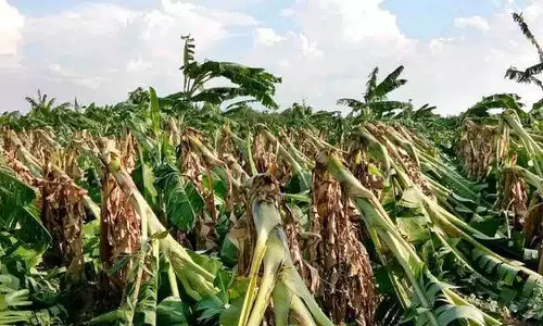 சாய்ந்த வாழை மரங்களுக்கு காப்பீடு கேட்டு விவசாயிகள் போராட்டம் நடத்த முடிவு