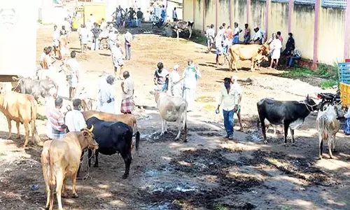 பொய்கை சந்தையில் கால்நடை வர்த்தகம் அதிகரிப்பு