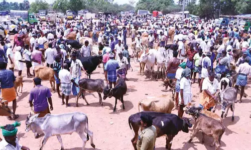 திருப்பூர் மாட்டுச்சந்தையில் 700 மாடுகள் ரூ.1½ கோடிக்கு விற்பனை
