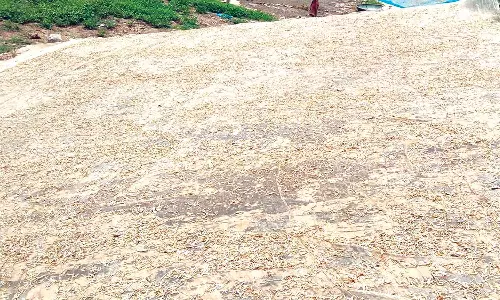 மேட்டூர் அருகே செக்கானூர் காவிரி ஆற்றில் இறந்து மிதந்த மீன் குஞ்சுகள்