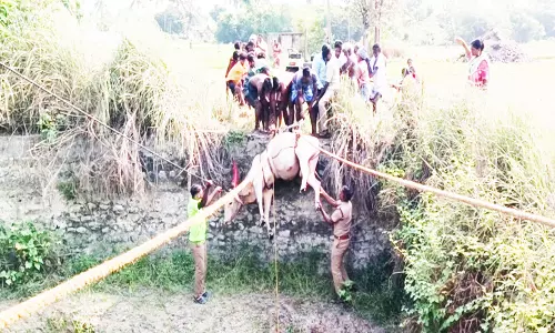 கிணற்றில் விழுந்த காளை