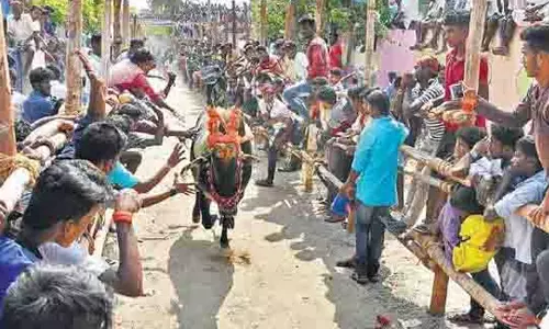 வெண்ணங்கொடி முனியப்பன் கோவிலில் எருது விடும் விழா